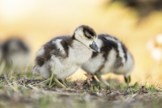Egyptian goose (Alopochen aegyptiaca) cute chicks on a meadow at the shore of a lake, Bavaria,