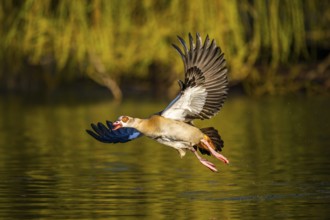 Flying Egyptian goose (Alopochen aegyptiaca) starting from a lake, invasive species, Bavaria,