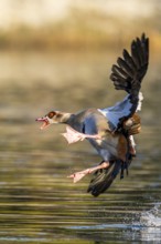 Egyptian goose (Alopochen aegyptiaca) aggressively attacking other seabirds on a lake, invasive