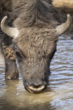 European bison (Bison bonasus) on a meadow, Bavaria, Germany