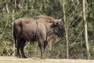 European bison (Bison bonasus) on a meadow, Bavaria, Germany