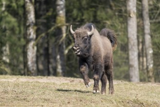European bison (Bison bonasus) running fast on a meadow, Bavaria, Germany