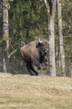 European bison (Bison bonasus) running fast on a meadow, Bavaria, Germany
