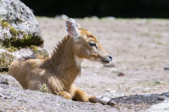 Nilgai (Boselaphus tragocamelus) antelope youngsters lying on the ground, Germany