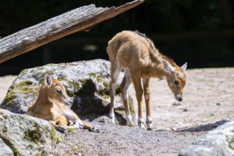 Nilgai (Boselaphus tragocamelus) antelope youngsters on the ground, Germany