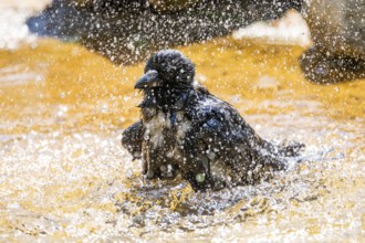 Carrion crow (Corvus corone) taking a bath, washing its feathers, Bavaria, Germany