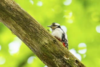 Great spotted woodpecker (Dendrocopos major) sitting on a branch, Bavaria, Germany, Europ