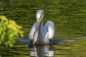 Dalmatian pelican (Pelecanus crispus) swimming on a lake, Bavaria, Germany