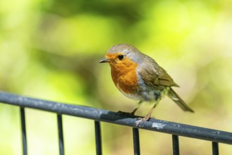 European robin (Erithacus rubecula) sitting on a fence, Bavaria, Germany