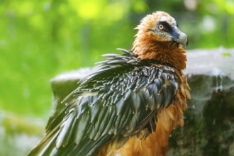 Bearded Vulture (Gypaetus barbatus) adult bird, portrait, Germany
