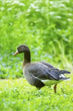 Greater white-fronted goose (Anser albifrons) standing on a meadow, Bavaria, Germany