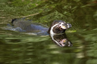Humboldt penguin (Spheniscus humboldti) swimming in the water, captive, Germany