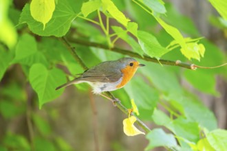 European robin (Erithacus rubecula) sitting on a branch, Bavaria, Germany