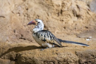 Northern red-billed hornbill (Tockus erythrorhynchus) sitting on the ground, captive, Bavaria,
