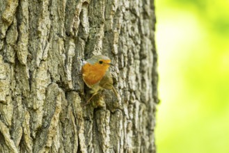 European robin (Erithacus rubecula) sitting on the bark of a tree trunk, Bavaria, Germany