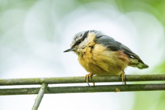 Eurasian nuthatch (Sitta europaea) sitting on a fence, Bavaria, Germany