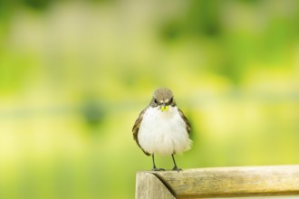 European pied flycatcher (Ficedula hypoleuca) sitting on a fence, Bavaria, Germany