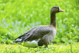 Greater white-fronted goose (Anser albifrons) standing on a meadow, Bavaria, Germany