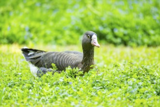 Greater white-fronted goose (Anser albifrons) lying on a meadow, Bavaria, Germany