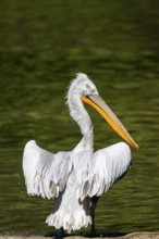 Dalmatian pelican (Pelecanus crispus) swimming on a lake, Bavaria, Germany