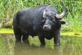 Water buffalo (Bubalus bubalis) in a little lake taking a bath, Bavaria, Germany