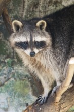Raccoon (Procyon lotor), in a tree in a forest, Bavaria, Germany
