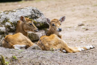 Nilgai (Boselaphus tragocamelus) antelope youngsters lying on the ground, Germany