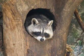 Raccoon (Procyon lotor), in a tree in a forest, Bavaria, Germany