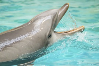 Common bottlenose dolphin (Tursiops truncatus) swimming in the water, captive