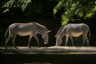 Grévy's zebra (Equus grevyi) standing on the ground, Germany