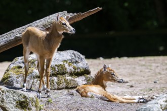 Nilgai (Boselaphus tragocamelus) antelope youngsters on the ground, Germany