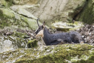 Chamois (Rupicapra rupicapra) lying on a rock, captive, Germany