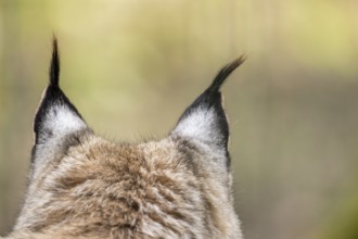 Close-up of the ears from an Eurasian lynx (Lynx lynx) in a forest, captive, Bavaria, Germany