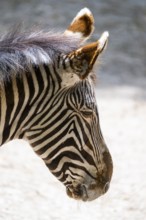 Grévy's zebra (Equus grevyi), portrait, Germany