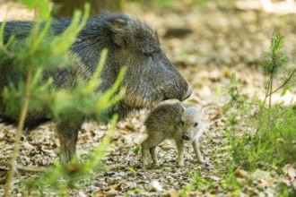 Chacoan peccary (Chaco peccary) mother with her youngster in a forest, Bavaria, Germany