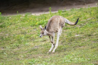 Eastern Gray Kangaroo (Macropus giganteus) youngster jumping on a meadow, captive, Germany