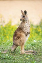 Eastern Gray Kangaroo (Macropus giganteus) youngster sitting on a meadow, captive, Germany