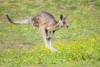 Eastern Gray Kangaroo (Macropus giganteus) running on a meadow, captive, Germany
