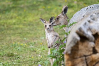 Eastern Gray Kangaroo (Macropus giganteus) mother with her youngster cuddeling on a meadow,