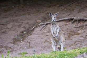 Eastern Gray Kangaroo (Macropus giganteus) standing on a meadow, captive, Germany