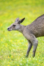 Eastern Gray Kangaroo (Macropus giganteus) standing on a meadow, captive, Germany