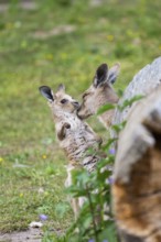 Eastern Gray Kangaroo (Macropus giganteus) mother with her youngster cuddeling on a meadow,