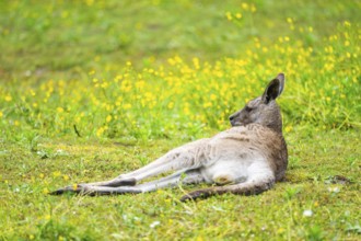 Eastern Gray Kangaroo (Macropus giganteus) lying on a meadow, captive, Germany