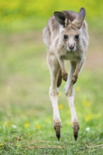 Eastern Gray Kangaroo (Macropus giganteus) youngster jumping on a meadow, captive, Germany