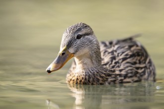 Mallard (Anas platyrhynchos) female on a lake, Bavaria, Germany