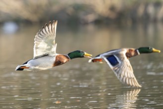 Wild duck (Anas platyrhynchos) male flying over a lake, Bavaria, Germany