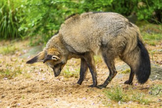 Bat-eared fox (Otocyon megalotis) walking on the ground looking for food, Bavaria, Germany