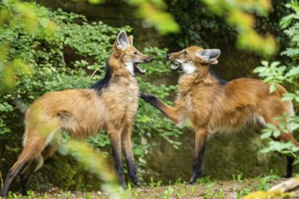 Two maned wolves (Chrysocyon brachyurus) playing with each other, arguing, Germany