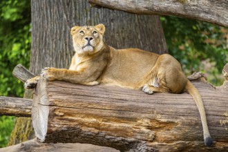 Asiatic lion (Panthera leo persica) female lying on a tree trunk, captive, Germany