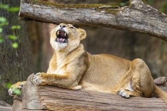 Asiatic lion (Panthera leo persica) female lying on a tree trunk, yawing, portrait, captive,